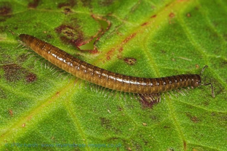 Представитель Семейства Chordeumatidae